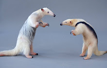 Anteater - New Tab in HD small promo image