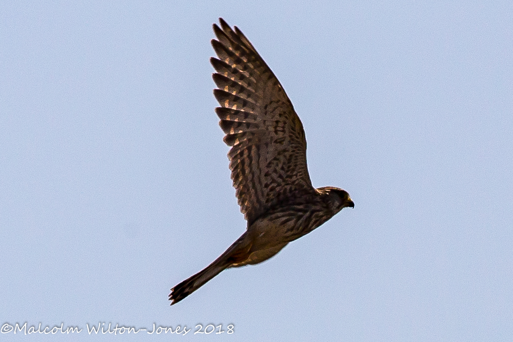 Kestrel; Cernícalo Real