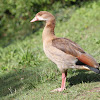 Egyptian goose