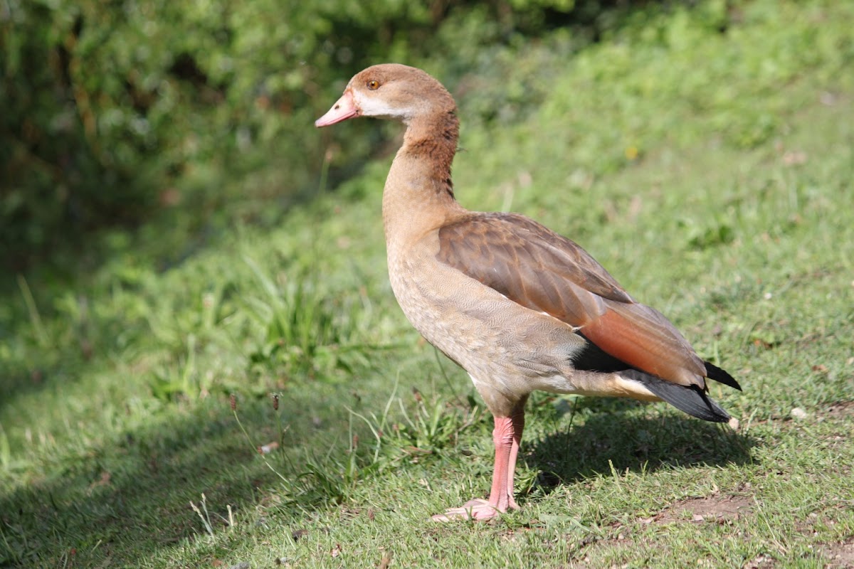 Egyptian goose