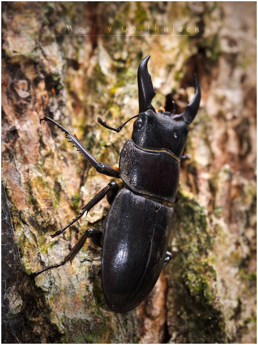 Stag Beetle