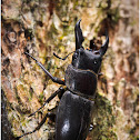 Stag Beetle