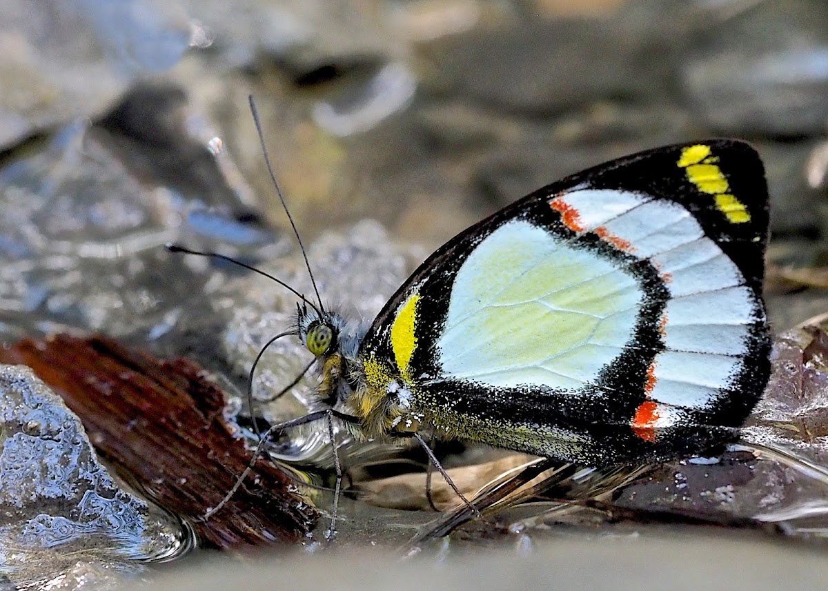 Delias hapalina.