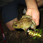 American Bullfrog