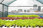 Lettuce growing on the roof of FNB Bank City. Rooftop gardens are increasing access to employment, improving food security and teaching locals about hydroponic farming.