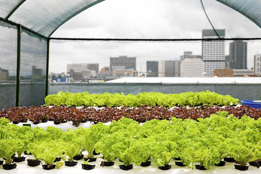 Lettuce growing on the roof of FNB Bank City. Rooftop gardens are increasing access to employment, improving food security and teaching locals about hydroponic farming.