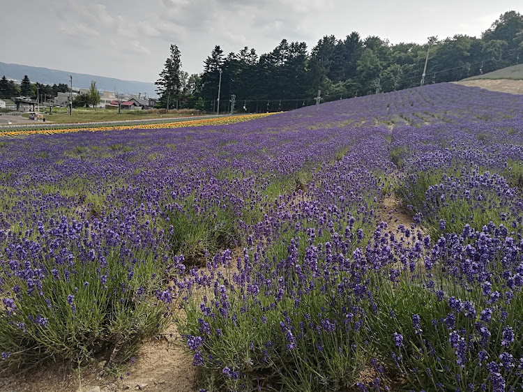 アルトワークスの北海道・早咲きラベンダー・フラノマルシェ・帰りは裏道😁に関するカスタム事例の投稿画像2枚目