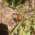 Seven-spotted Lady Beetle