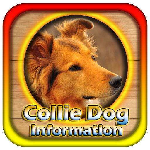 Collie Dog Information