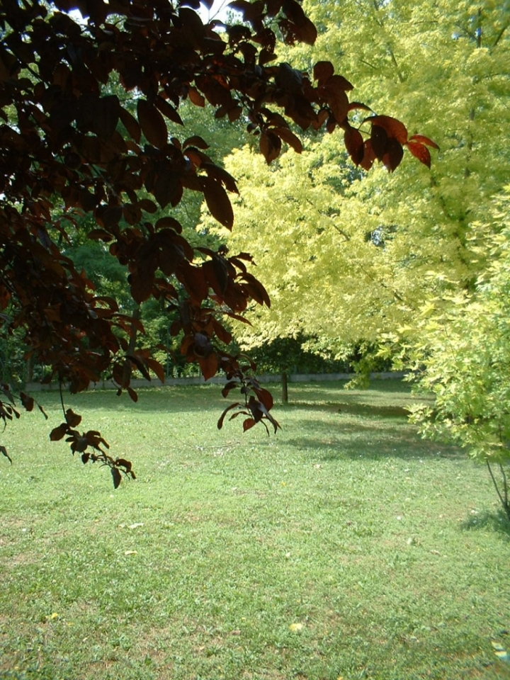 Il verde conquista la luce di giuseppe russo