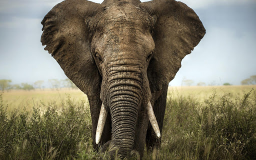 Elephant Wallpapers