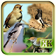 Download 1000 Kicau Masteran Burung For PC Windows and Mac 1.0