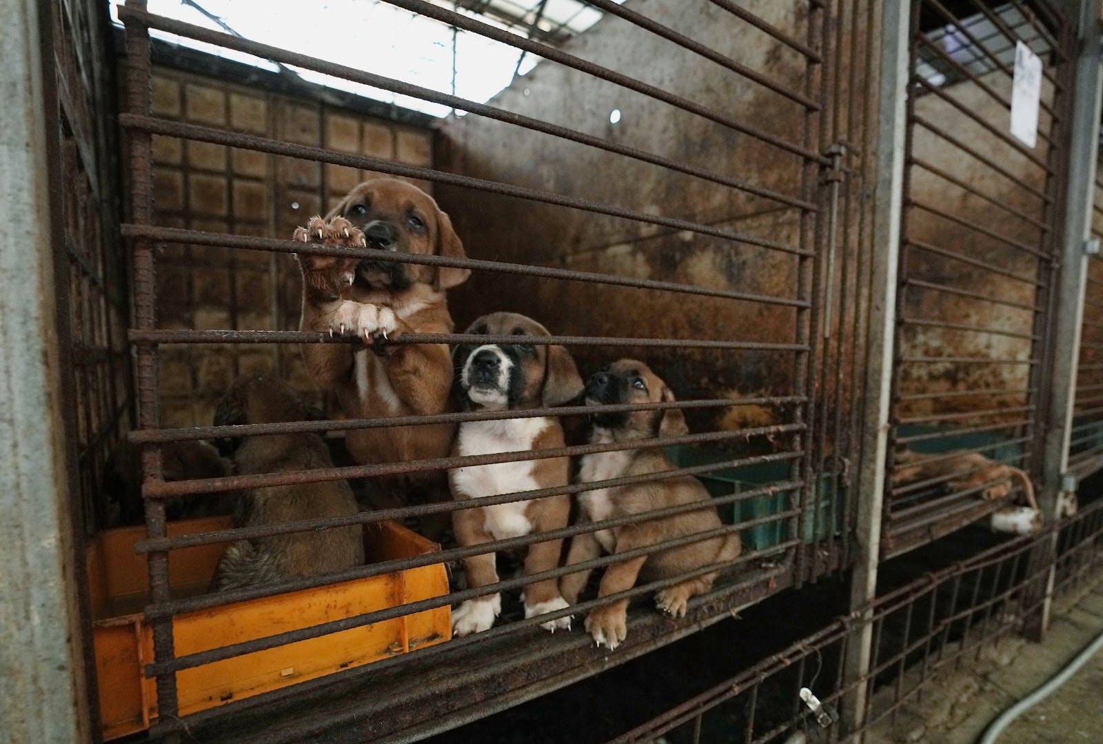 South Korea Dog Meat