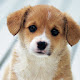 Dog New Tab HD Wallpapers Cute Cute Theme