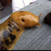 Pacific Banana Slug