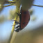 Seven-Spotted Ladybug