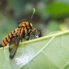 Tiger Wasp Moth.