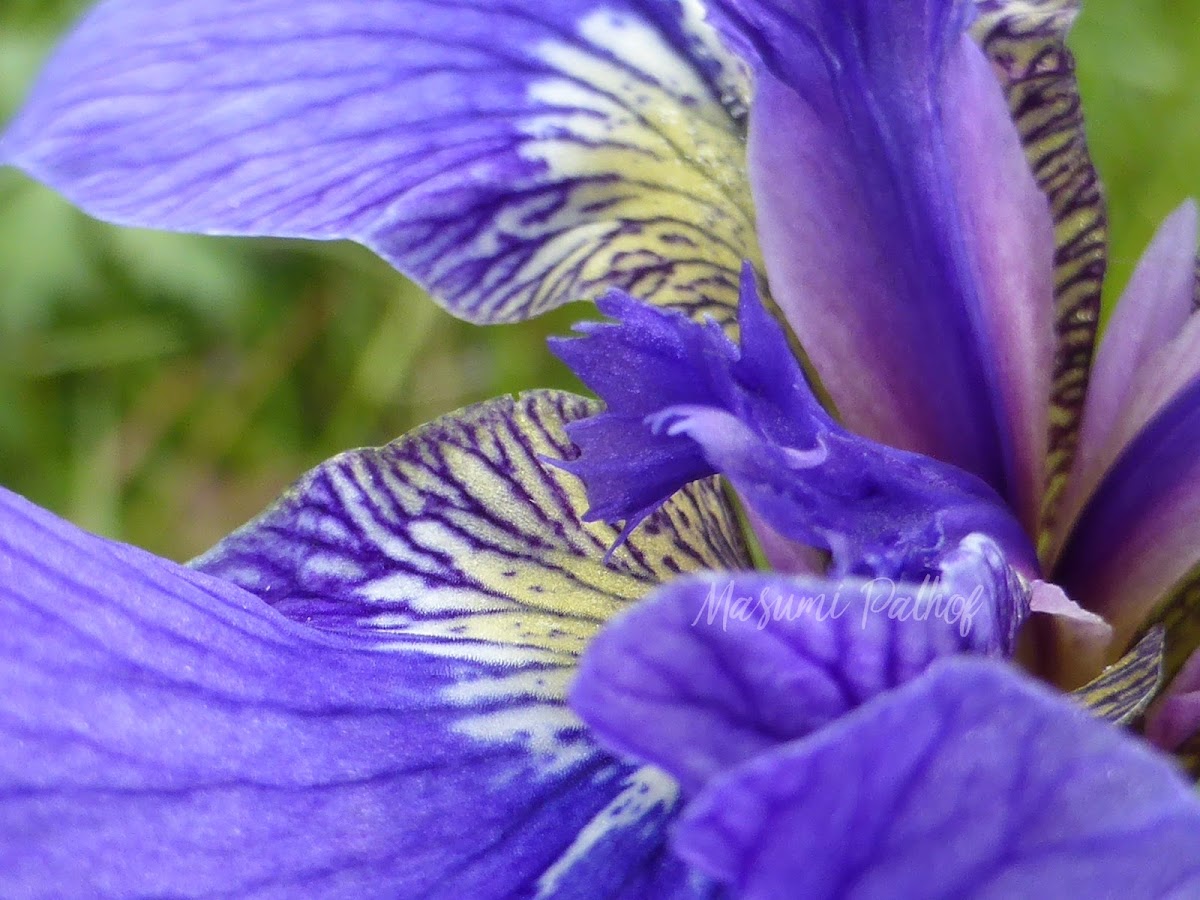 Wild Flag Iris