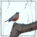 American Robin