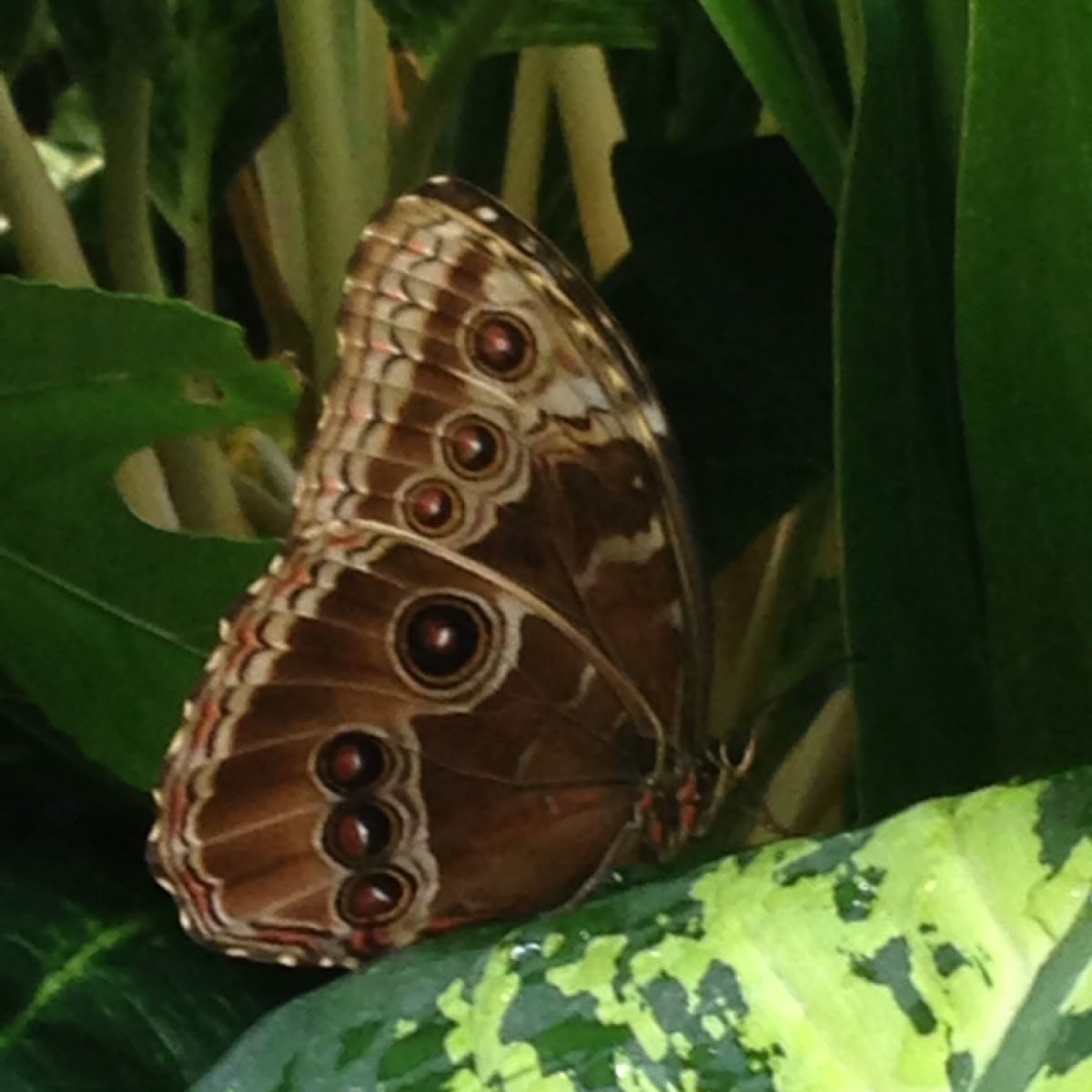 Achilles Blue Morpho