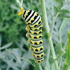 Black Swallowtail