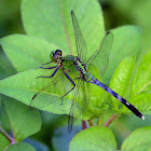 Eastern Pondhawk