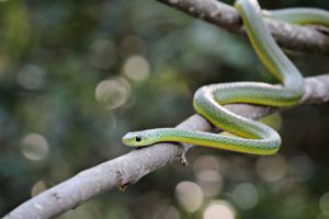 Boomslang snake ,the most venomous found in arid areas