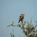 Woodchat shrike