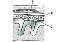 Development of central nervous system in human