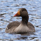 Greylag Goose