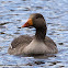 Greylag Goose