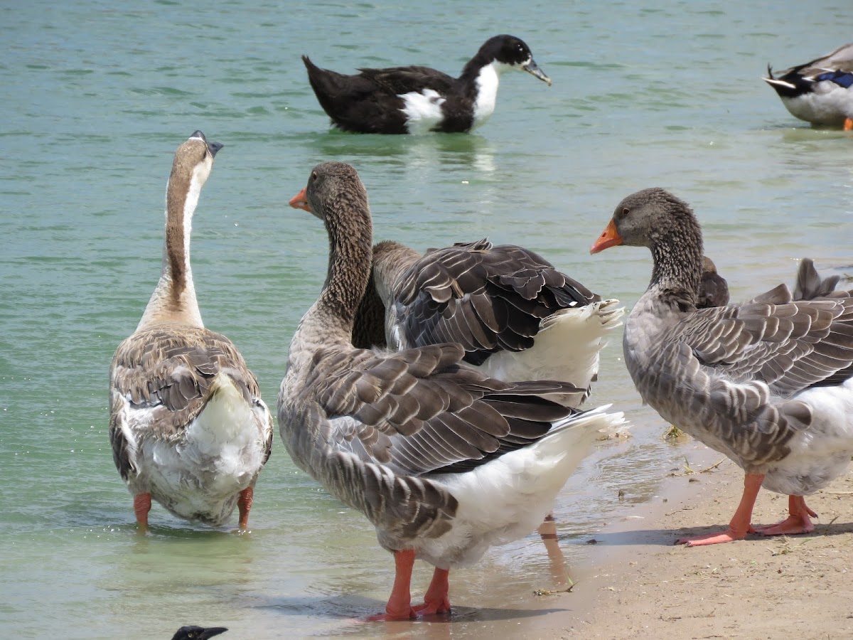 greylag goose