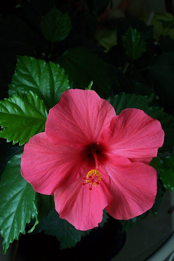 Hibiscus Wallpapers