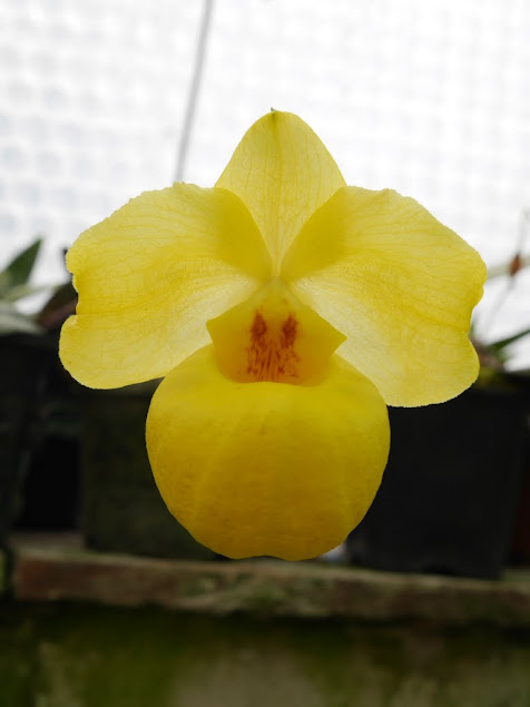 Paphiopedilum armeniacum SCLGGOZTpY2yQ3J3fuGvJC-ajRifWR0jgm8_Bwi-fmoInD0dInX_M64rusz0BsB6ZnjOEuCzqtTVP3iAR_-u6t_3N3uYlRFIWS_DjYV0RL_ClTl1drNxJOZbo4ksWnQkfN9Az9kXjGqmmz164zcrboxMOkR6B7z8bHuKsnT-SRD11bnhLWN6vmerX_MWu_QCWRoQZpxD4h3x_tDpiPo0-xgL4ehUiR8-ebjVs3CmMxBMnwFcGoDK5P8PvEmrWYyCQqSJF-oR6J-ild1bGhv7mxvN3aDerLlbO98k1VG0rIp7gRUmH6pJHJQhHl6-HnIYJvOeoAHZKVl9HcQLbi9WOYGniPGEap-l1WxHbgOG5EJR4mUHtf1jbqsfgCTk2EsfYN6EAeOI4FDlTV9uAr99NxZBJDMOBxrHSDamn9Txv2whjQzOGOCHSdbANMHBKAlLLr8Um9bwkeaVUtMORUOYGj8DM0ArbANumjqh01xNiUEjuOw5ybD00OzoltEAnhxOxO-lRPazLlKSgcUpsyUuAr9YUL13MHyL3YkblAt1hStTfnorVlkeaNfd0yFaz2IKJfpVnycqy69yCtWe5llIZO7Y8eOIz_KJ2HMvdc0pbERmKzRLypBG=w477-h635-no