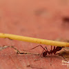 Leafcutter ant