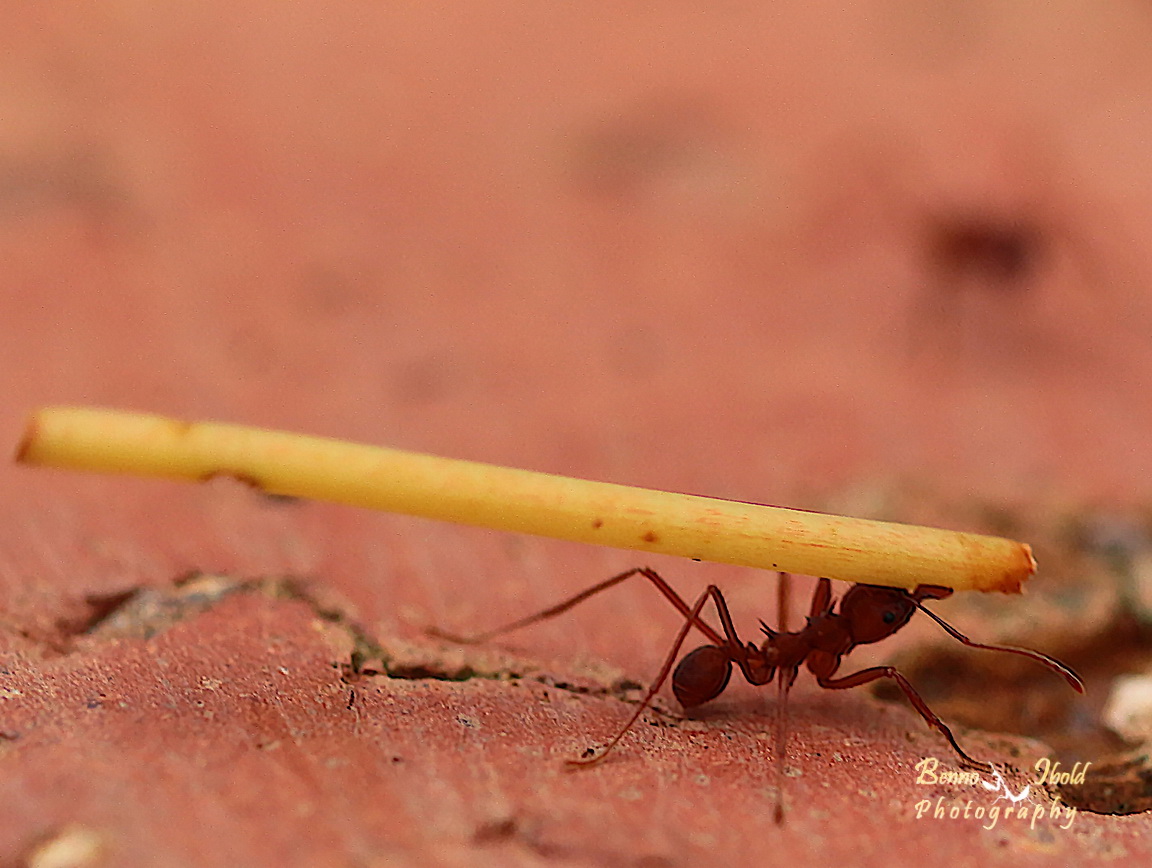 Leafcutter ant