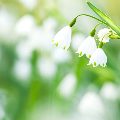 雪鈴花