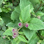 Lesser Burdock