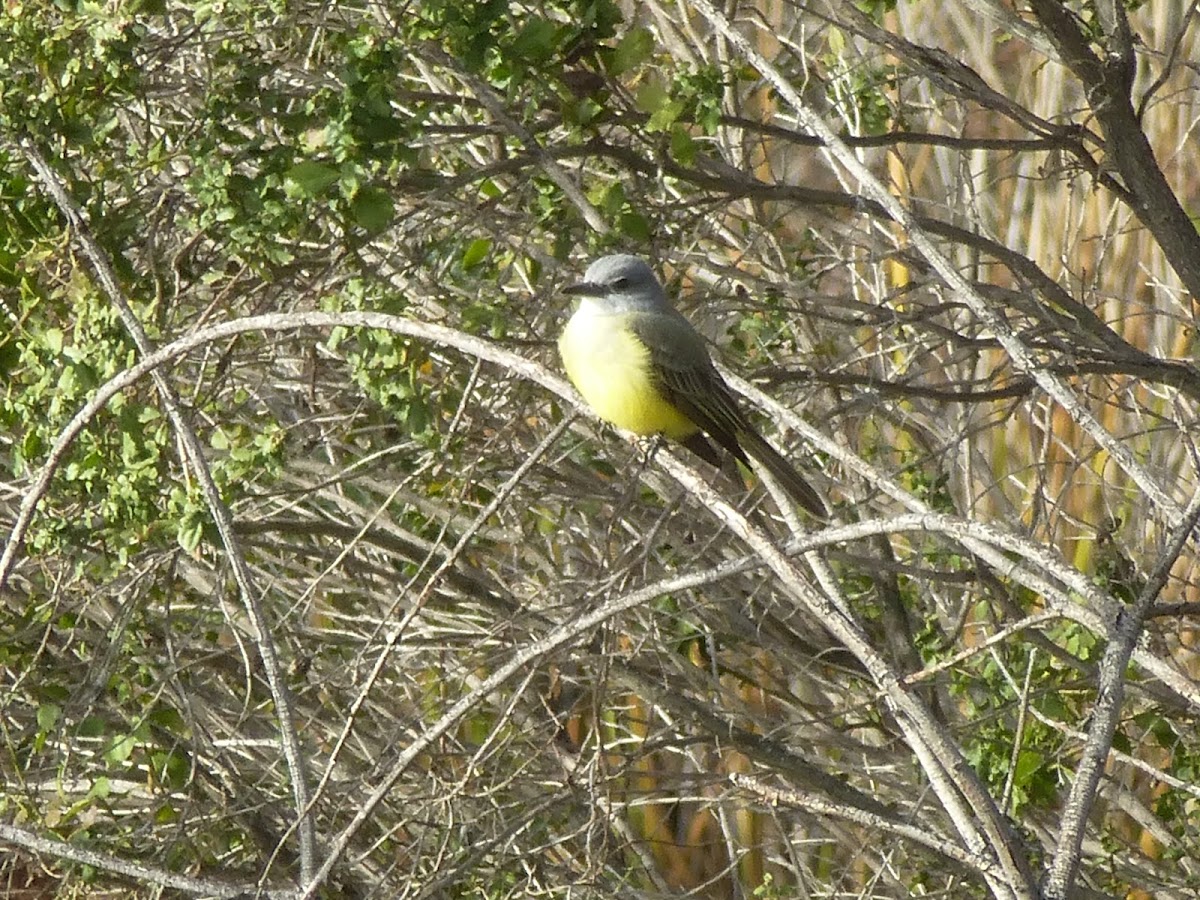 Tropical Kingbird