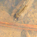 Unknown Mosquito Larvae