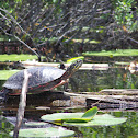 Painted Turtle