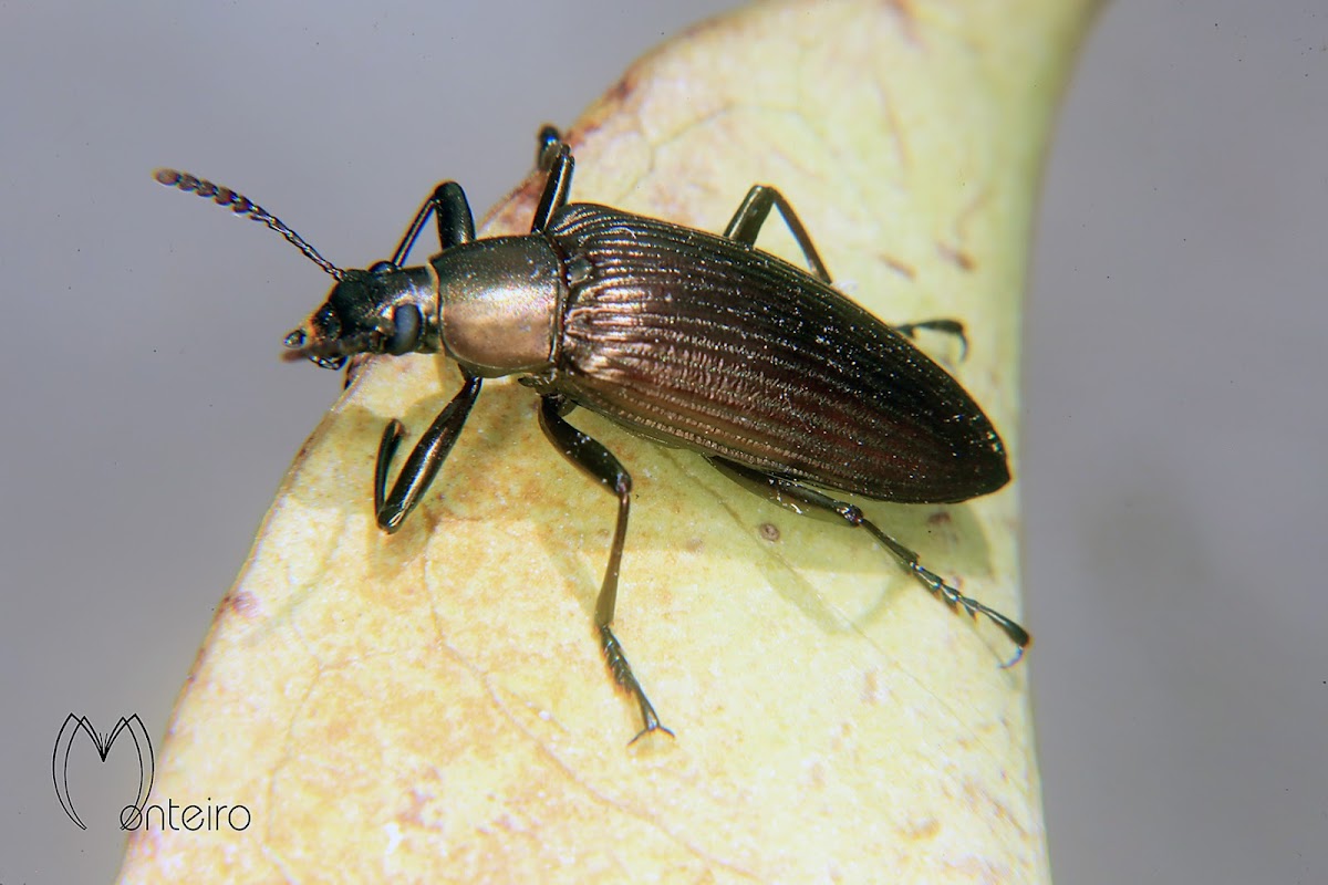 Tenebrionid beetle