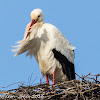 White Stork; Cigüeña Blanca