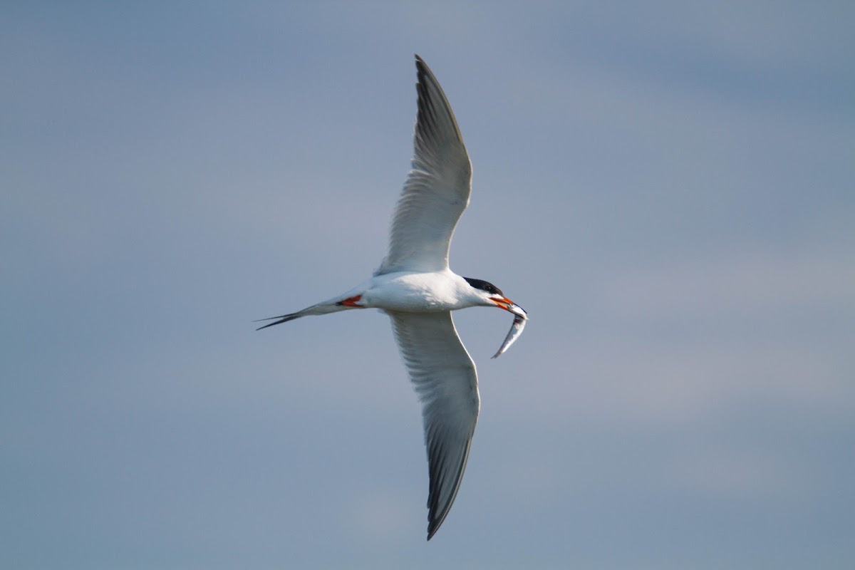 Forster's tern