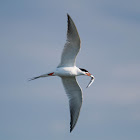 Forster's tern