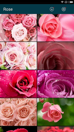 免費下載個人化APP|Beautiful Rose Wallpapers app開箱文|APP開箱王