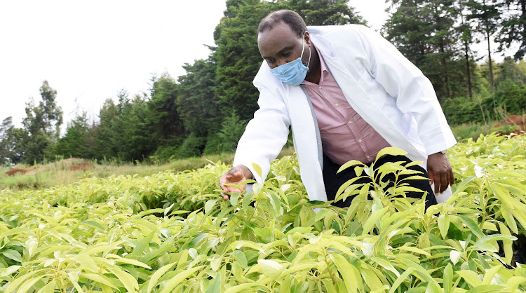 Uasin Gishu Deputy Governor Daniel Chemno at a farm for avocado seedlings