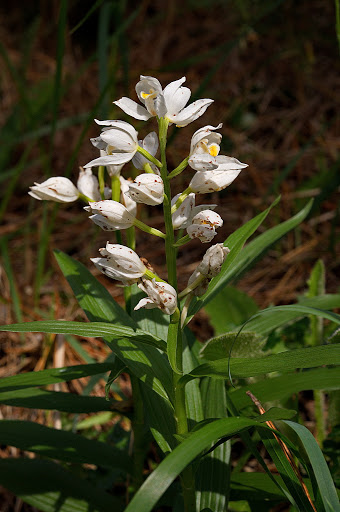 Cephalanthera longifolia