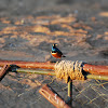 Superb Starling