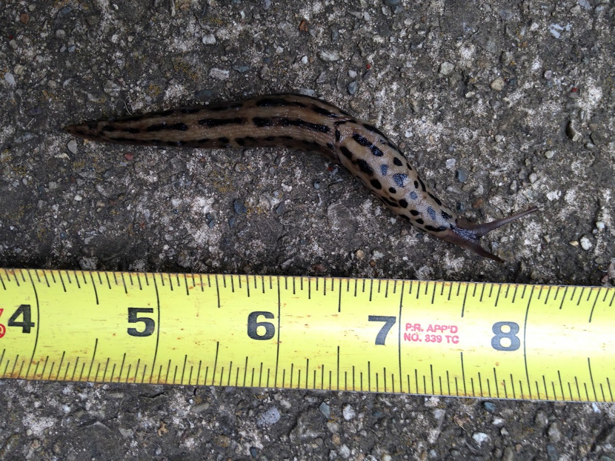 Limax maximus